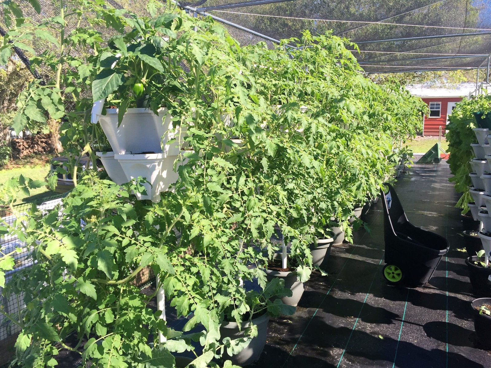 Hydroponics for food security project fiji